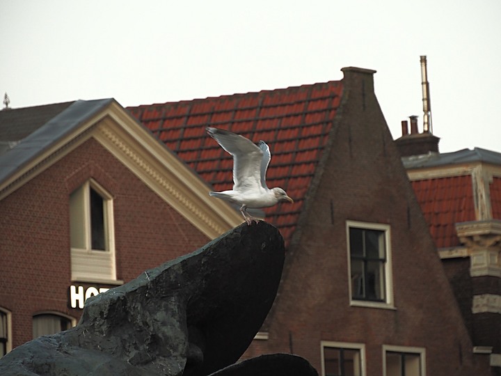哈倫(Haarlem)市區、聖巴弗教堂(St.-Bavokerk)、桑斯安斯(Zaanse Schans)風車村、福倫丹(Volendam)午餐、羊角村(Giethoorn)遊船 — 荷蘭鄉間風光 — 2023年冬季歐洲行旅 第二部