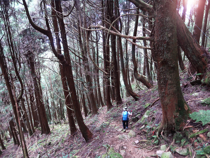 【特富野古道】見證台灣山林的美麗與哀愁 | 順訪兒玉山/東水山