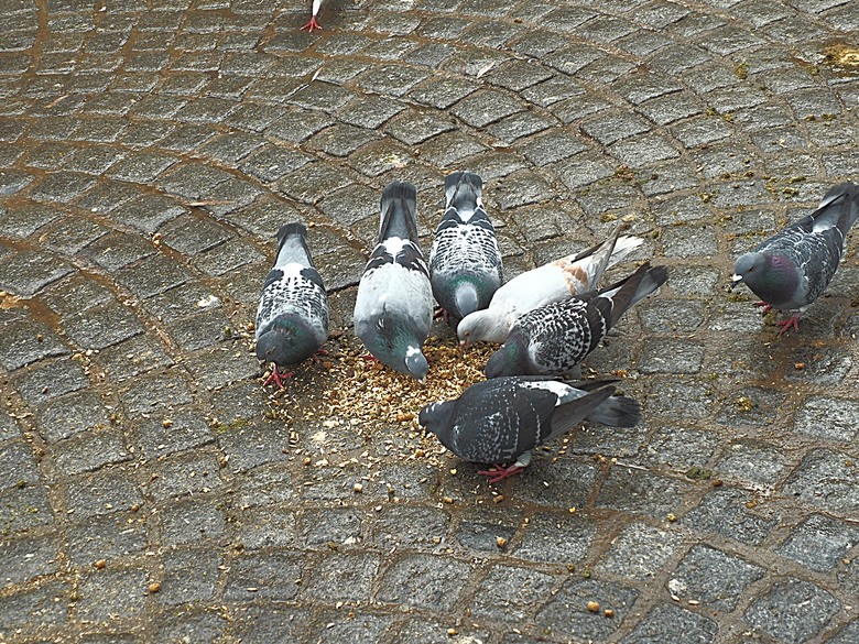 布魯日大廣場(Grote Markt)、大鐘樓(Belfort) 、市政廳(Stadhuis Brugge) 、玫瑰碼頭(Rosary Quay) 、聖母教堂(Onze-Lieve-Vrouwekerk)、貝居安禮修道院(Begijnhofkapel),還有白酒淡菜 — 世界文化遺產 之 布魯日歷史中心(Historic Centre of Brugge) — 2023年冬季歐洲行旅 第五部