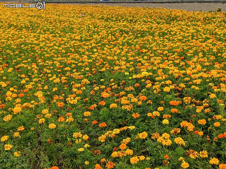 嘉義市玉山路花海生活節 12/03
