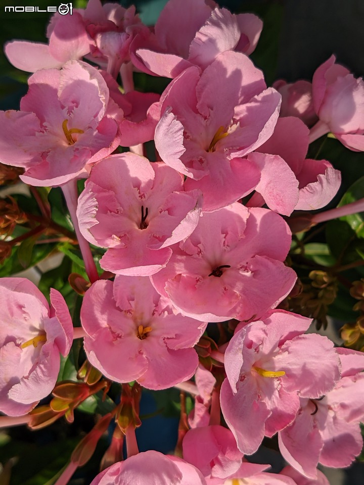 滇丁香+毛茉莉+白雪木... 台南市歸仁區七甲花卉區 12/02