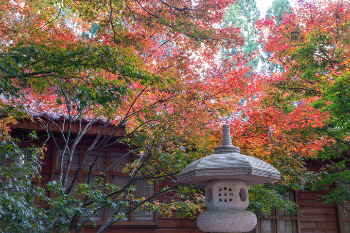 追楓輕旅行 / 福壽山農場、105.6K楓紅谷、清境蒙塔妮下午茶