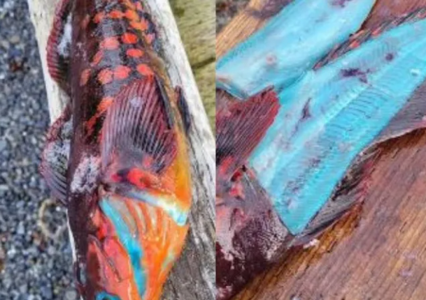「藍色怪魚」現蹤阿拉斯加魚肉、內臟全是藍色