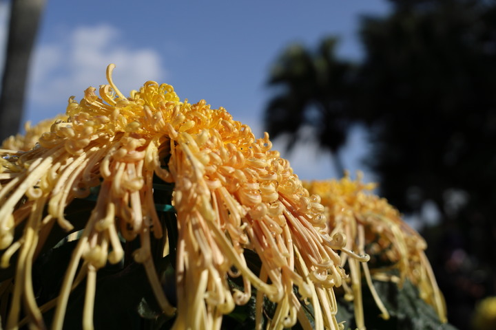 2023士林官邸菊展