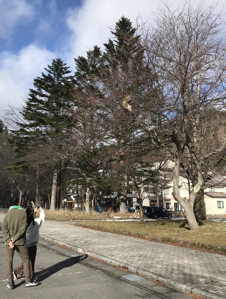 日本賞楓/JR pass/1人自由行11天10夜(Day5）