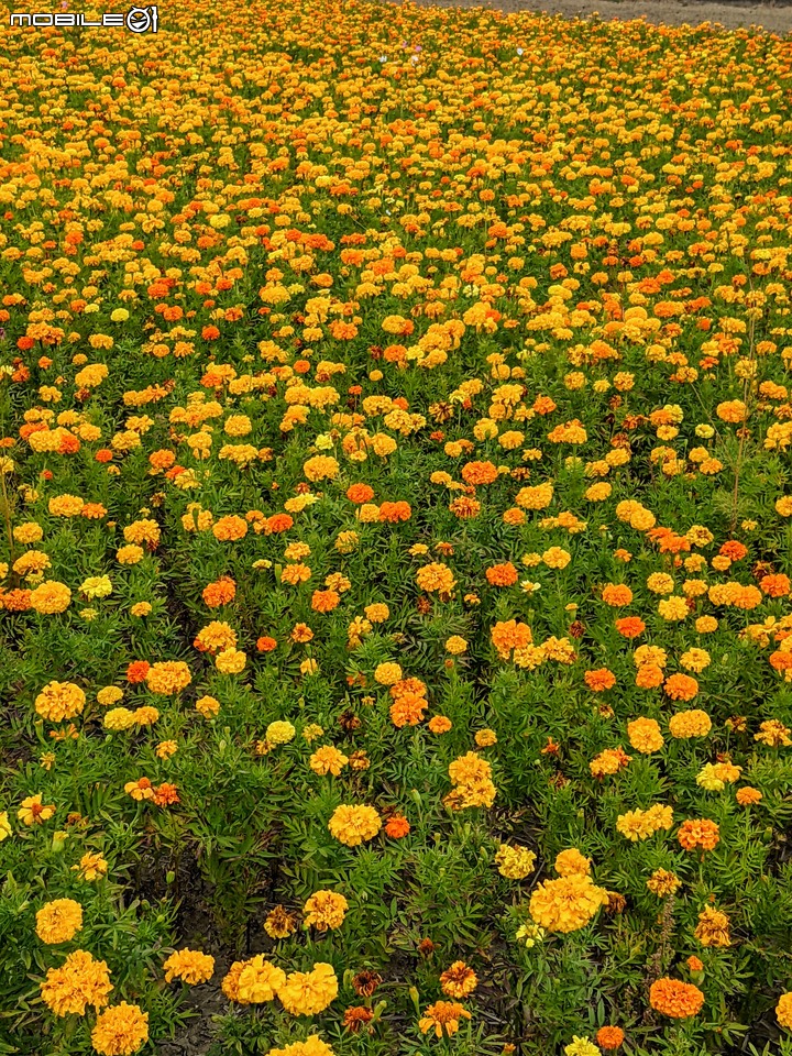嘉義市玉山路花海生活節 12/03