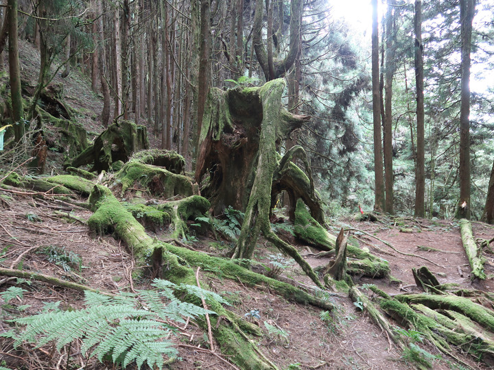 【特富野古道】見證台灣山林的美麗與哀愁 | 順訪兒玉山/東水山