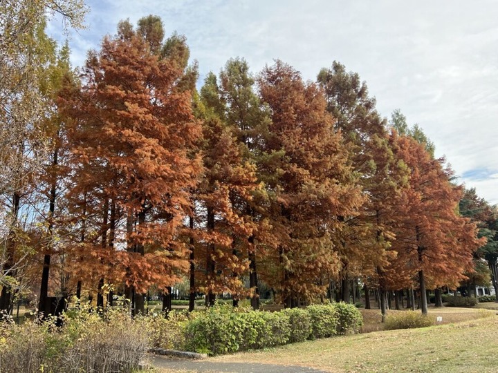 埼玉丨彩之森入間公園丨東京近郊私房賞楓景點丨搭乘西武鐵道特急Laview號
