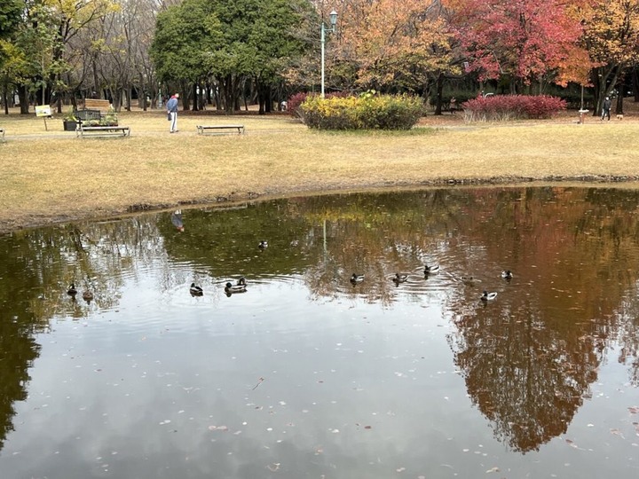 埼玉丨彩之森入間公園丨東京近郊私房賞楓景點丨搭乘西武鐵道特急Laview號