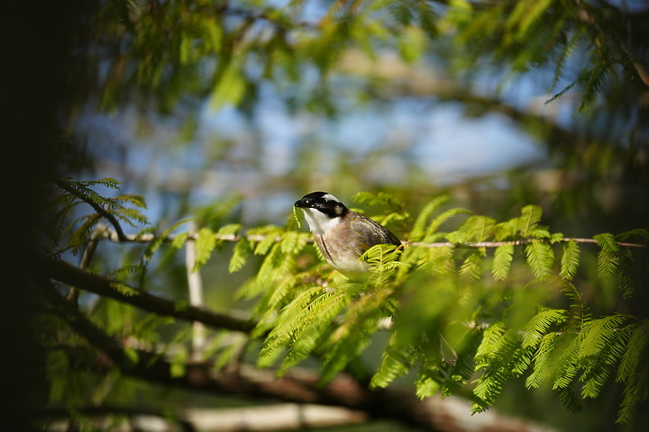 點我看大圖 Sigma 70-200mm f/2.8 DG DN OS Sports 評測報告|比肩 GM 鏡的副廠之選!