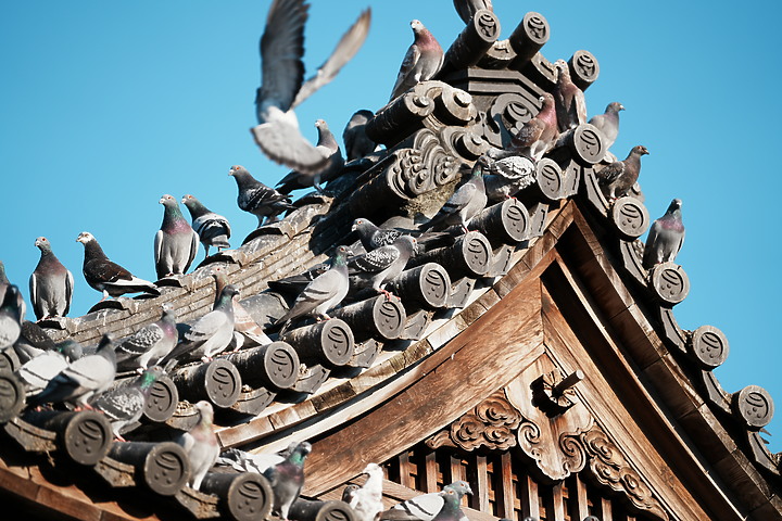 點我看大圖 Sigma 70-200mm f/2.8 DG DN OS Sports 評測報告|比肩 GM 鏡的副廠之選!
