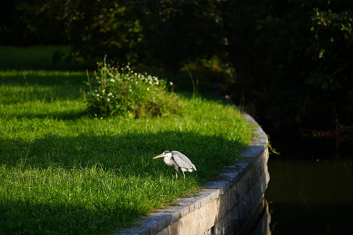 點我看大圖 Sigma 70-200mm f/2.8 DG DN OS Sports 評測報告|比肩 GM 鏡的副廠之選!