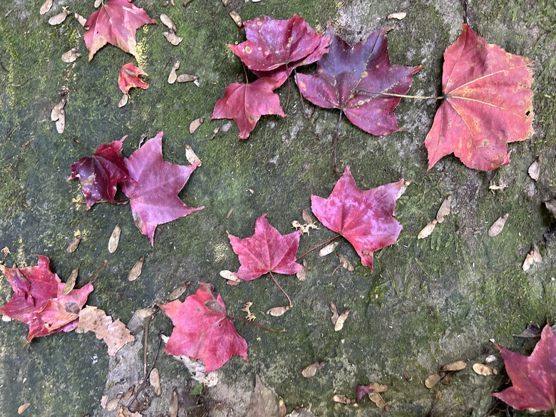 苗栗馬那邦山遠眺聖稜線(健行賞楓)
