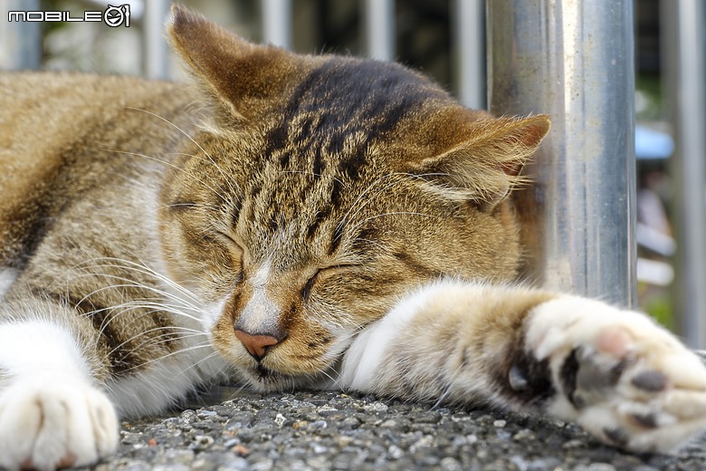點我看大圖 出遊猴硐(侯硐)外拍 FUJIFILM X-Pro2 + Touit f1.8/32 & Touit 50mm f/2.8 macro