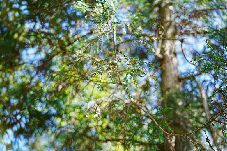 點我看大圖 Samyang AF 35-150mm f/2-2.8 FE 評測報告|充滿驚奇更有實力的後起之秀!