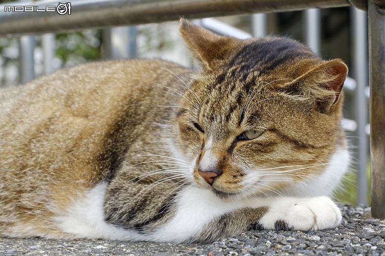 點我看大圖 出遊猴硐(侯硐)外拍 FUJIFILM X-Pro2 + Touit f1.8/32 & Touit 50mm f/2.8 macro