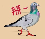 求有趣的鴿子貼圖
