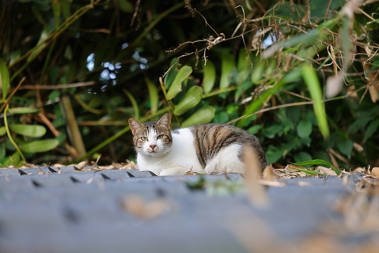 點我看大圖 Canon RF 24-105mm f/2.8L IS USM Z 評測報告|攝錄雙棲、多用途的混合變焦鏡!
