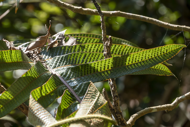 點我看大圖 冬天來去屏東觀望山(德文山)
