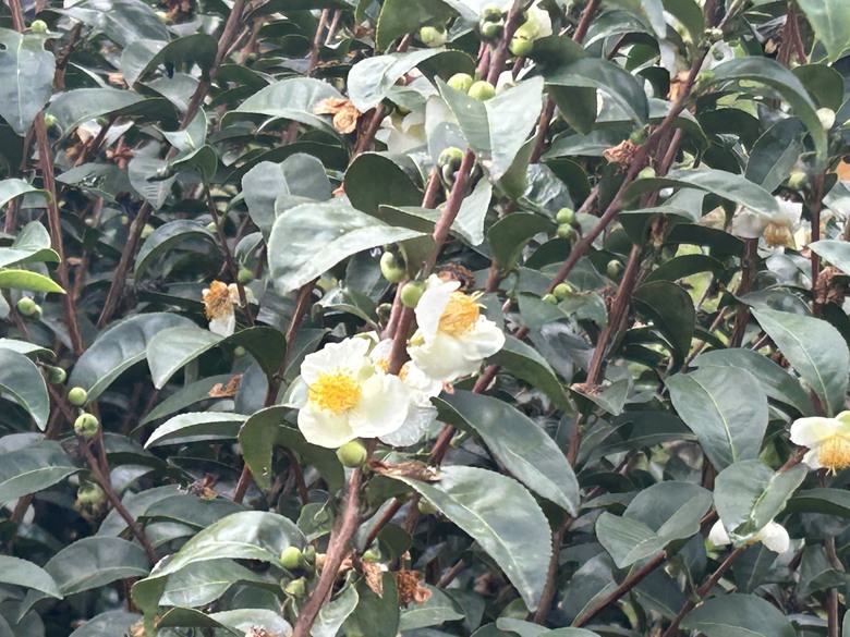 騎遊台東延平鄉紅葉村-棒球的故鄉