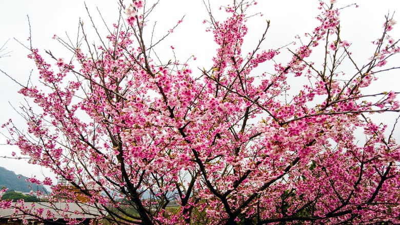 【2024台北櫻花】狗殷勤古道、平菁街42巷、鵝尾山水田、故宮博物院O形路線