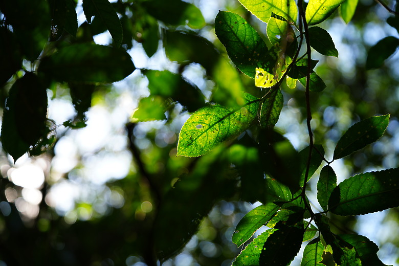 Samyang AF 35-150mm f/2-2.8 FE 評測報告｜充滿驚奇更有實力的後起之秀！