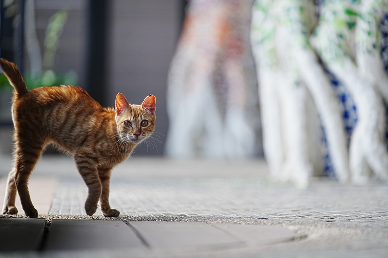 Samyang AF 35-150mm f/2-2.8 FE 評測報告｜充滿驚奇更有實力的後起之秀！