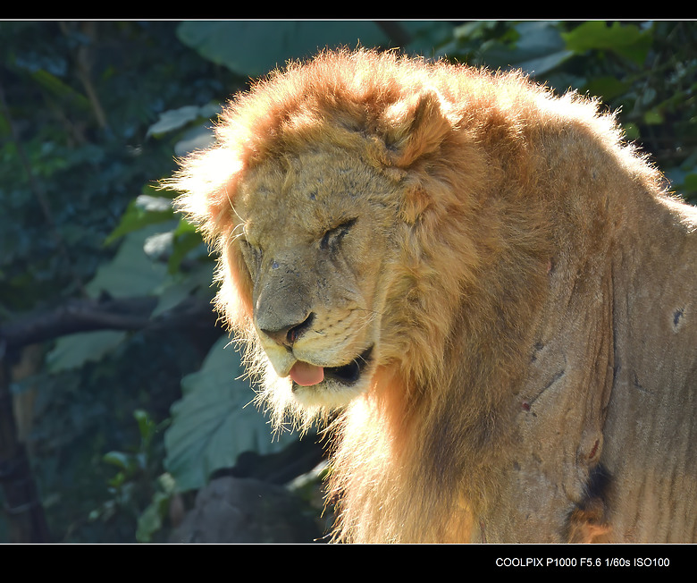 帶 Nikon P1000 去動物園