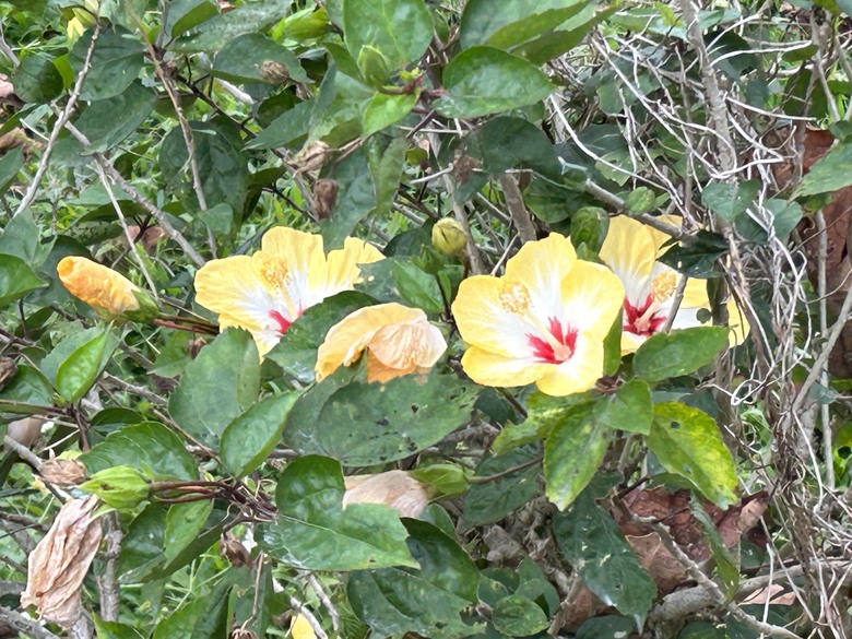 騎遊台東延平鄉紅葉村-棒球的故鄉