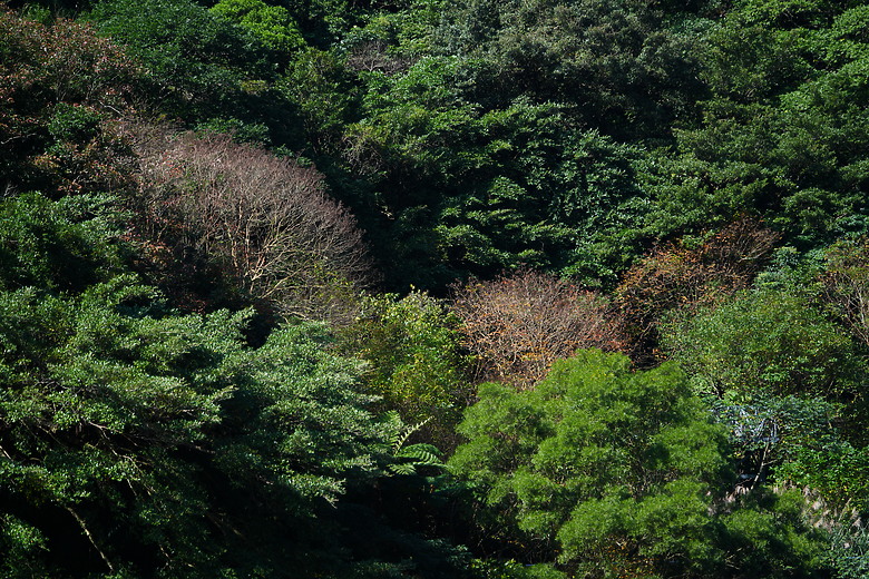 點我看大圖 Samyang AF 35-150mm f/2-2.8 FE 評測報告|充滿驚奇更有實力的後起之秀!