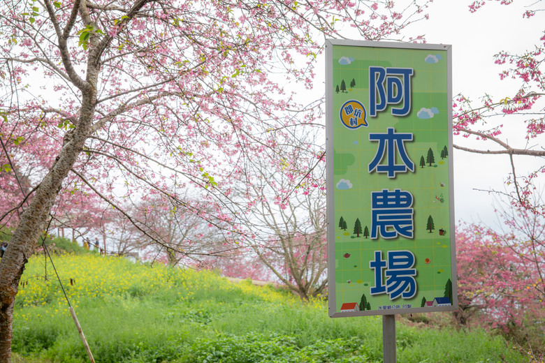 南投水里賞櫻｜集集車站與驛站、八張牛肉麵、阿本農場櫻花園、蠻荒咖啡