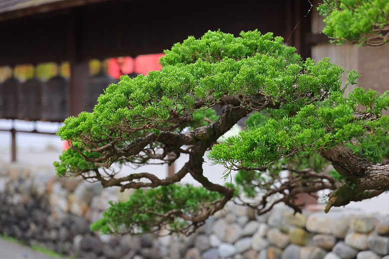 點我看大圖 Canon RF 24-105mm f/2.8L IS USM Z 評測報告|攝錄雙棲、多用途的混合變焦鏡!