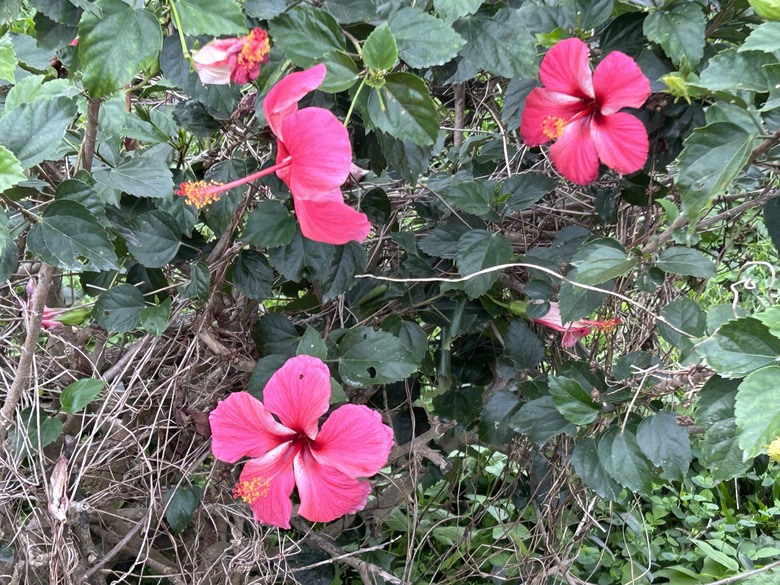 騎遊台東延平鄉紅葉村-棒球的故鄉
