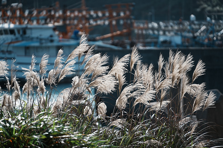 點我看大圖 Samyang AF 35-150mm f/2-2.8 FE 評測報告|充滿驚奇更有實力的後起之秀!