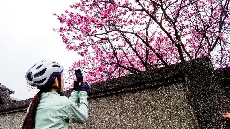 【2024台北櫻花】狗殷勤古道、平菁街42巷、鵝尾山水田、故宮博物院O形路線
