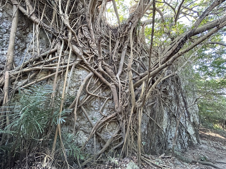 【小惡魔金龍踏春】壽山國家自然公園(半屏山登山步道健行)