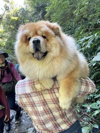 奴才扛「20KG↑瓦斯桶」爬山苦嘆:會搞死自己路人反應笑噴千人