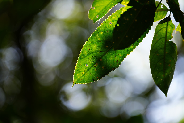 Samyang AF 35-150mm f/2-2.8 FE 評測報告｜充滿驚奇更有實力的後起之秀！