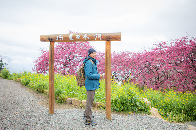 南投水里賞櫻｜集集車站與驛站、八張牛肉麵、阿本農場櫻花園、蠻荒咖啡