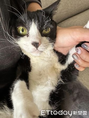 暴衝誤闖瓦斯爐!賓士貓鬍鬚「燒成豆芽菜」主人心疼安慰