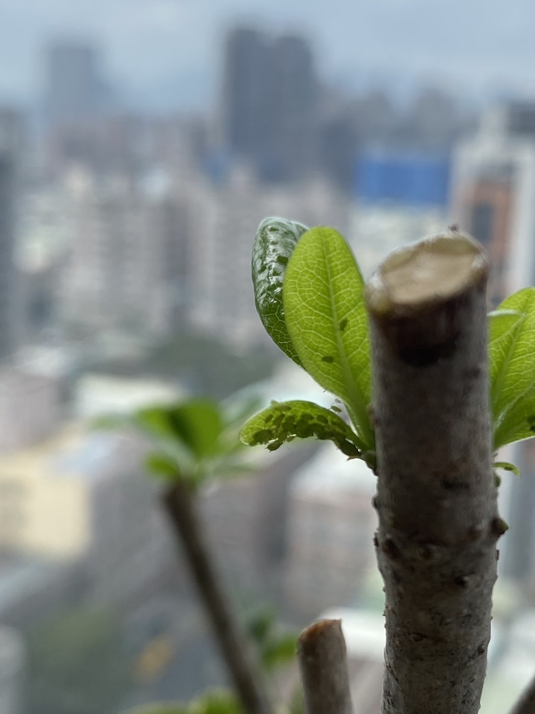 陽台植栽出現的蟲害該如何解決