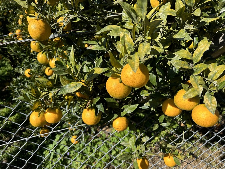 苗栗馬那邦山遠眺聖稜線(健行賞楓)