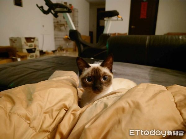 怎麼褪色了！主人驚訝「暹羅貓越養越白」曬出3周對比照