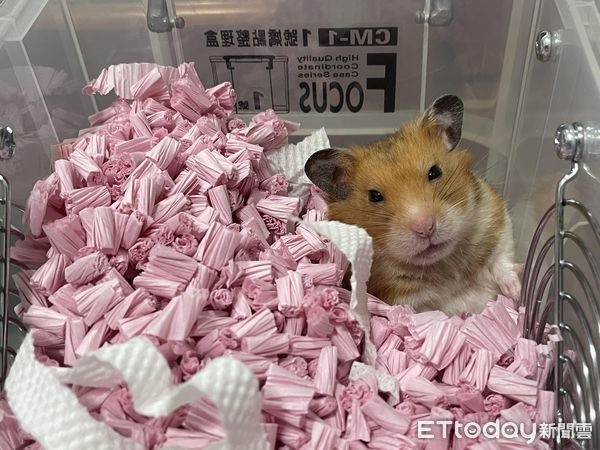 吃菜太貪心！鼠寶尷尬嗆到「整張臉縮起」超萌瞬間吸萬人按讚
