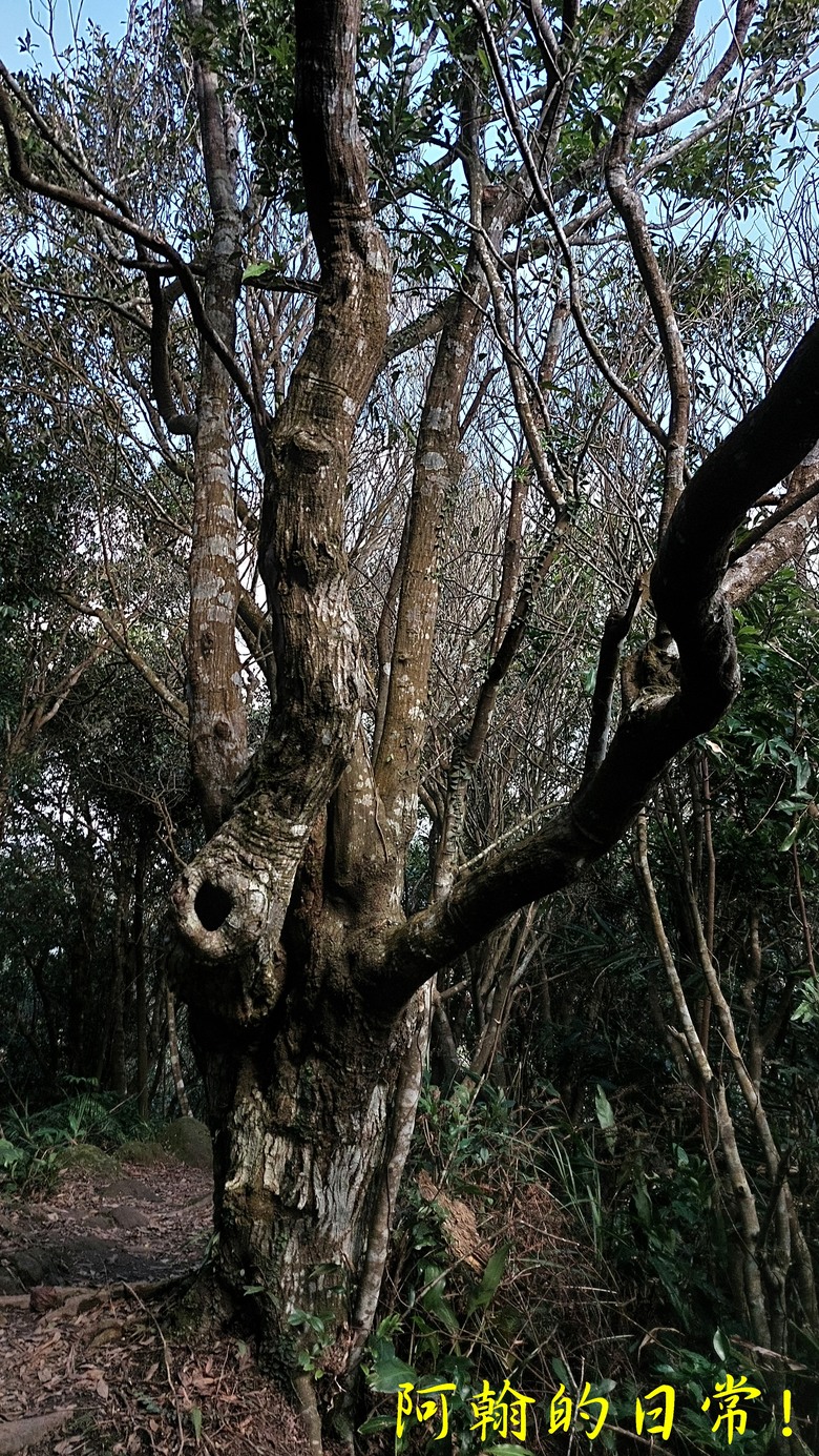 【小惡魔金龍踏春】筆架連峰 360度山巒優美景色 北部三大岩場最後拼圖