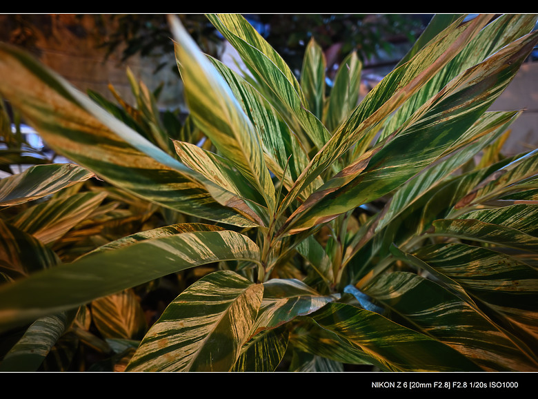 入手 Viltrox AF 20mm F2.8 Z