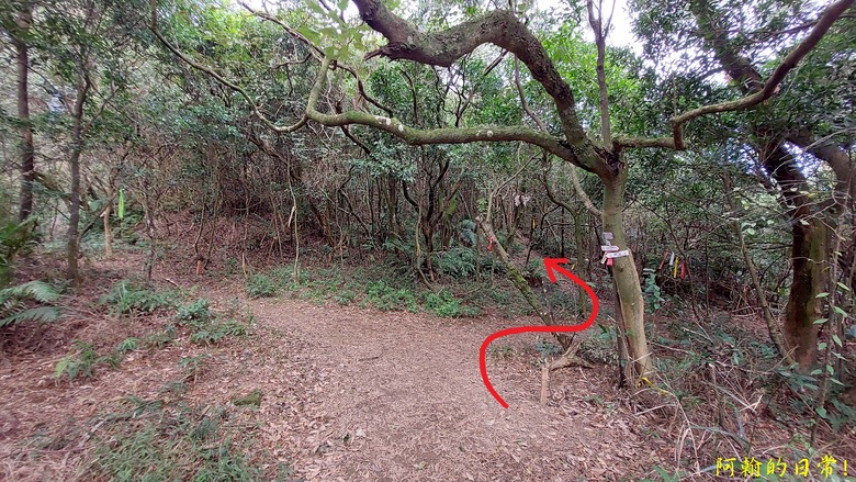 【小惡魔金龍踏春】雙心縱走 12座山峰+環湖走出心連心