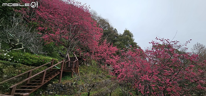 【小惡魔金龍踏春】出乎意料 ─ 拉拉山國家森林遊樂區 健走