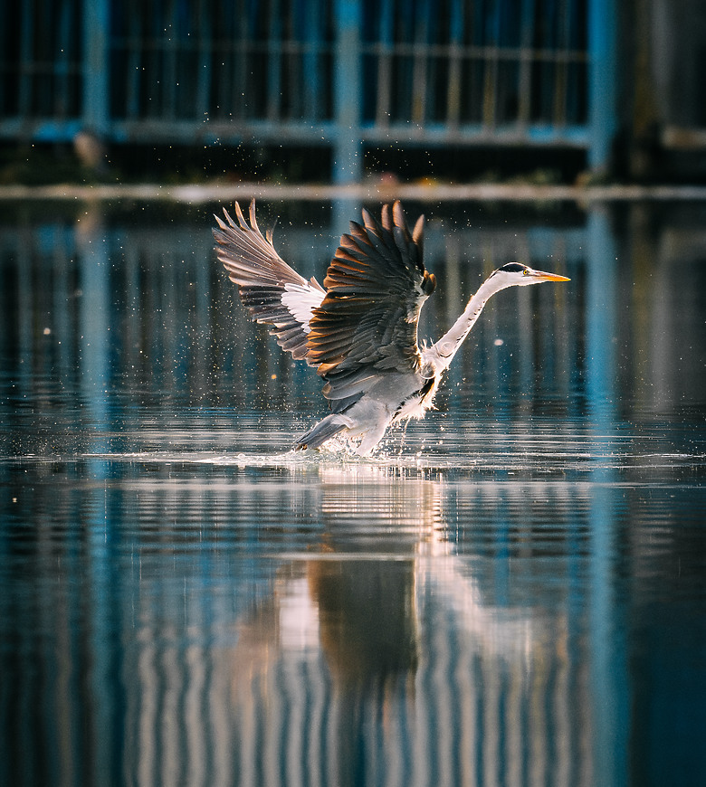 全幅長焦初體驗 NIKKOR Z 180-600mm