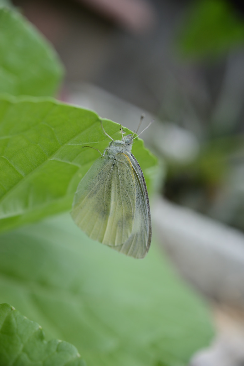 tokina 35 2.8